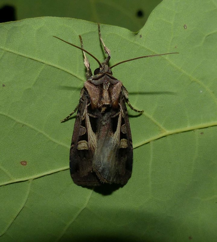 Master's dart moth (Feltia herilis), #10676