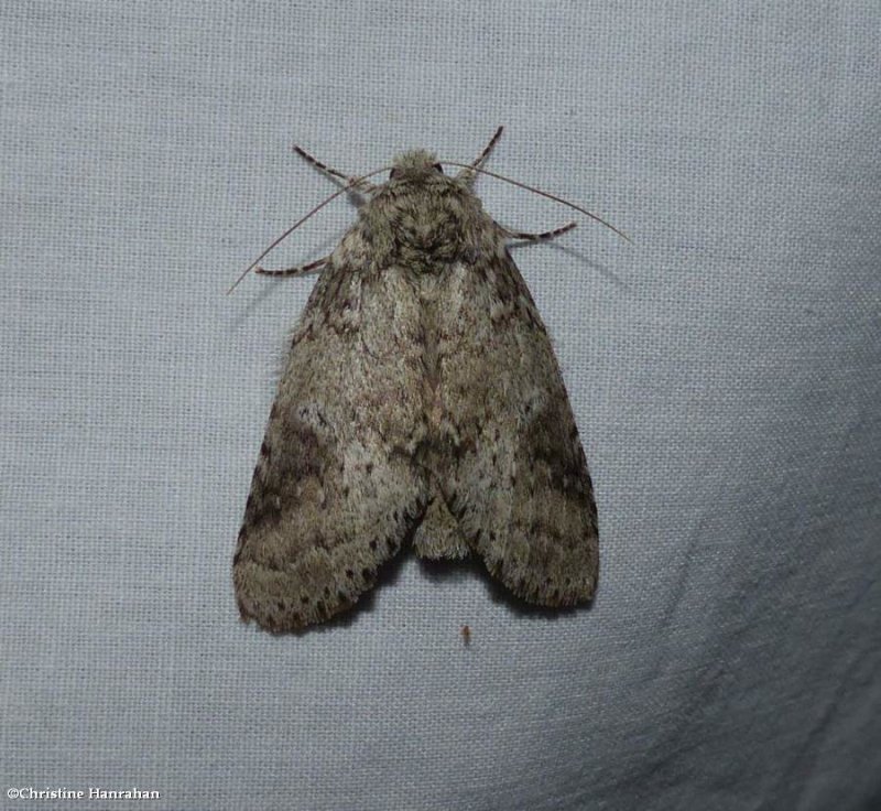 Variable oakleaf caterpillar moth (Lochmaeus manteo), #7998