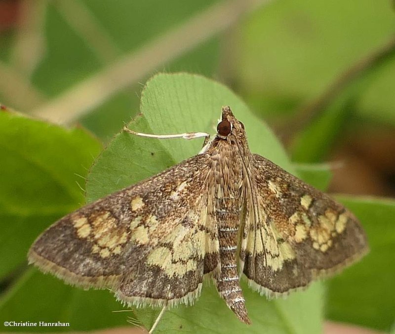 Darker diacme moth (Diacme adipaloides), #5143