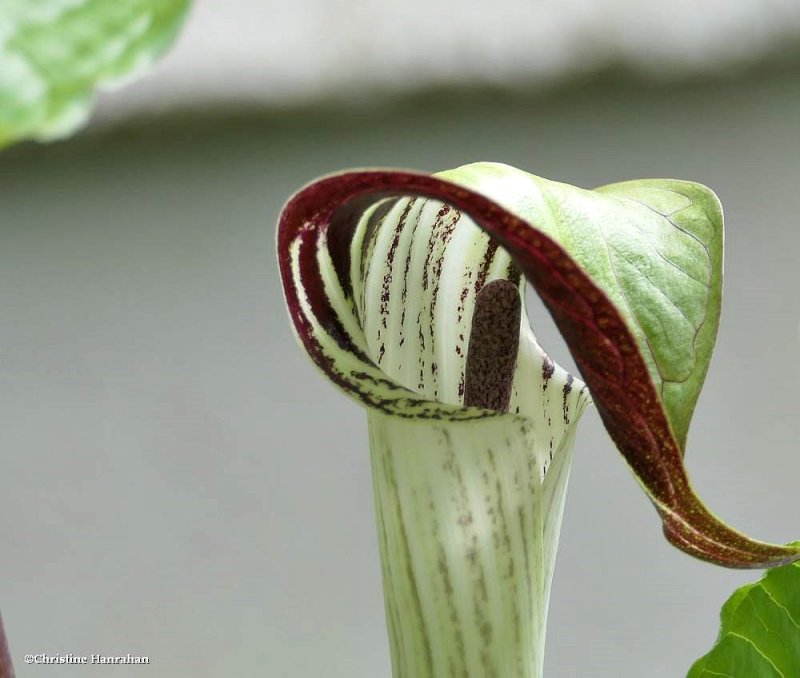 Jack-in-the-pulpit (Arisaema atrorubens)