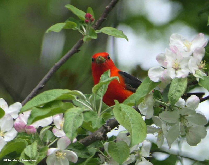 Scarlet tanager, male