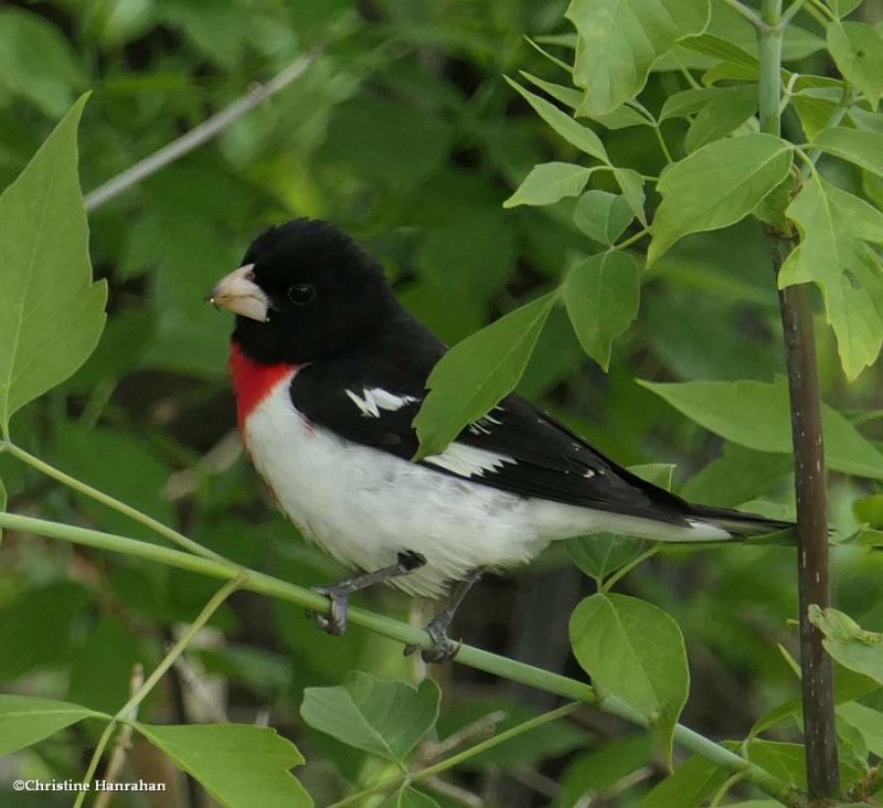 Rose-breasted grosbeak, male