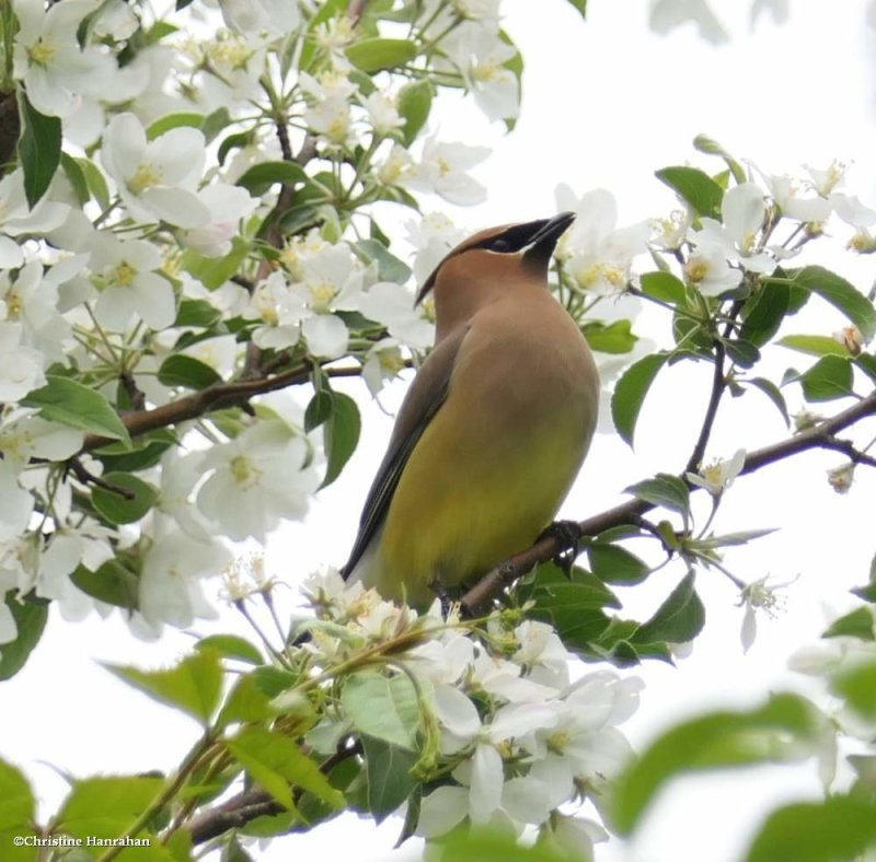 Cedar waxwing