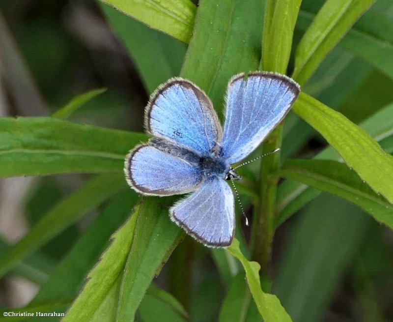Silvery blue butterfly (Glaucopsyche lygdamus), male