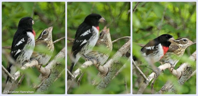 Rose-breasted grosbeak, pair