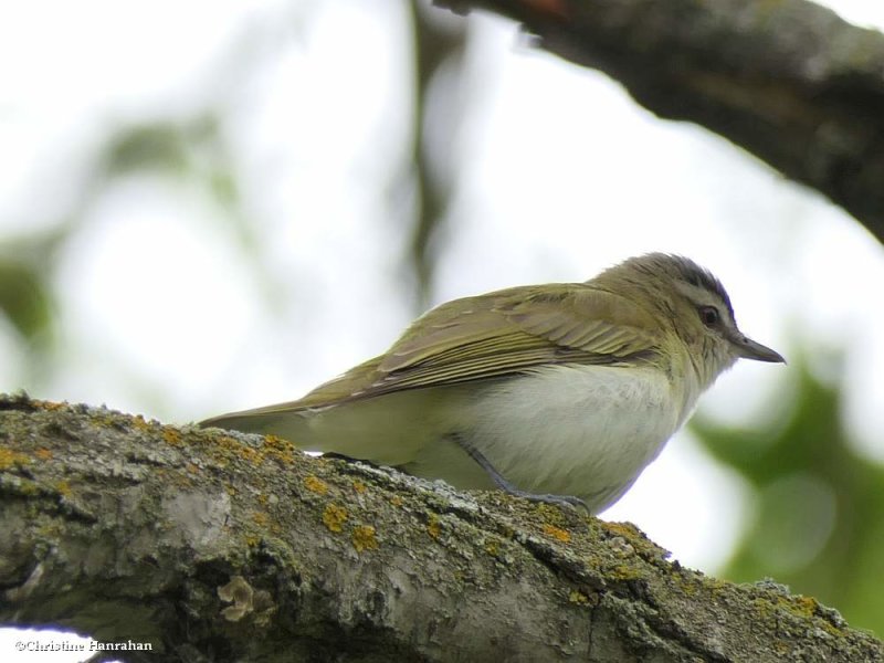 Red-eyed vireo 