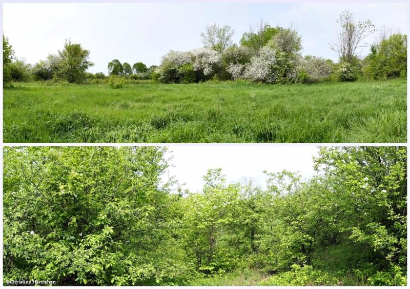Two views of the conservation area