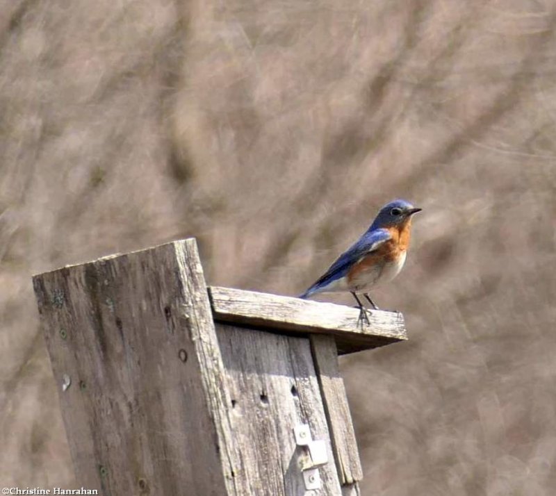 Eastern bluebird