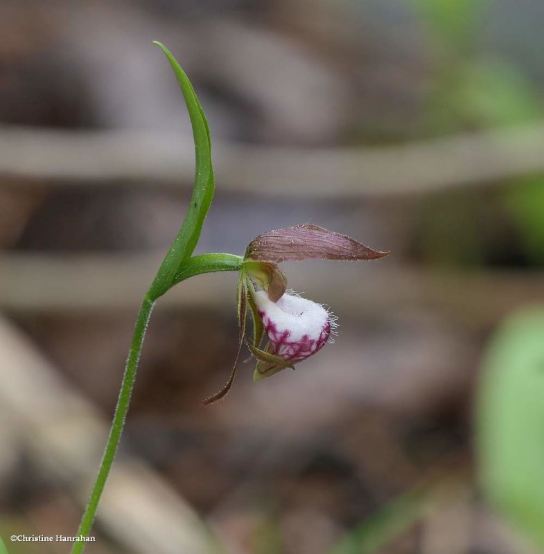 Ram's-head orchid (Cypripedium arietinum)