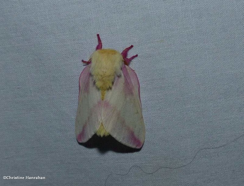 Rosy maple moth  (Dryocampa rubicunda), #7715
