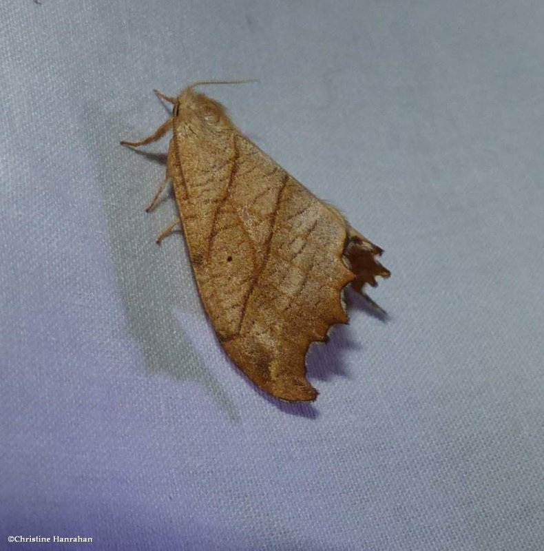 Two-lined hooktip moth (<em>Drepana bilineata</em>), #6252