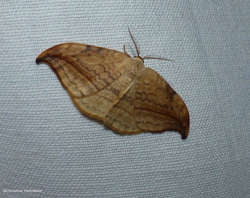 Arched hooktip moth  (Drepana arcuata), #6251