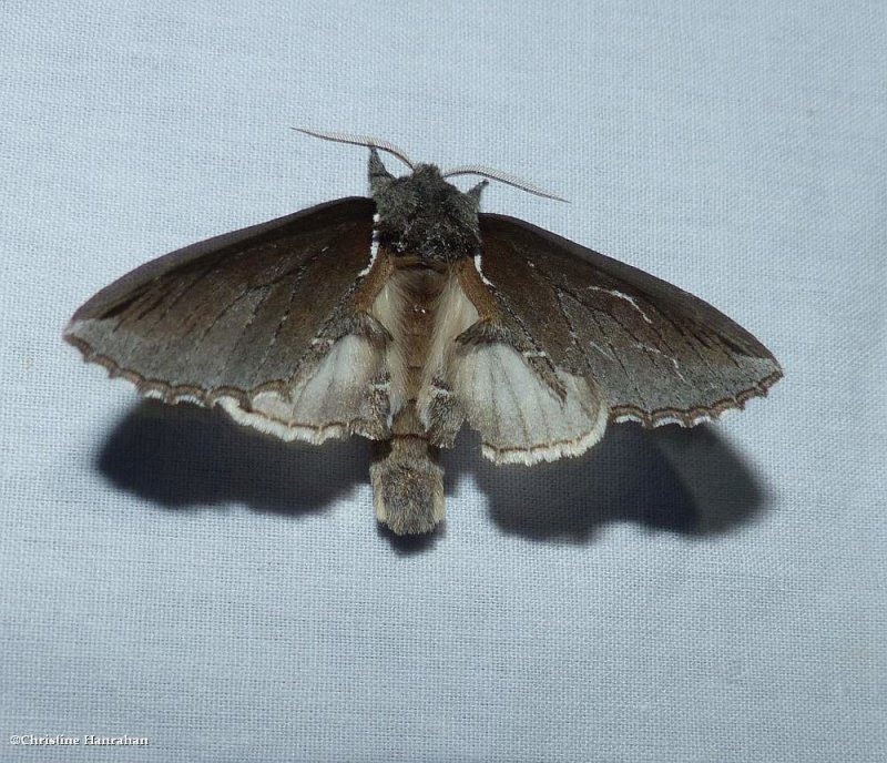 Elegant prominent moth (Pheosidea elegans), #7924 