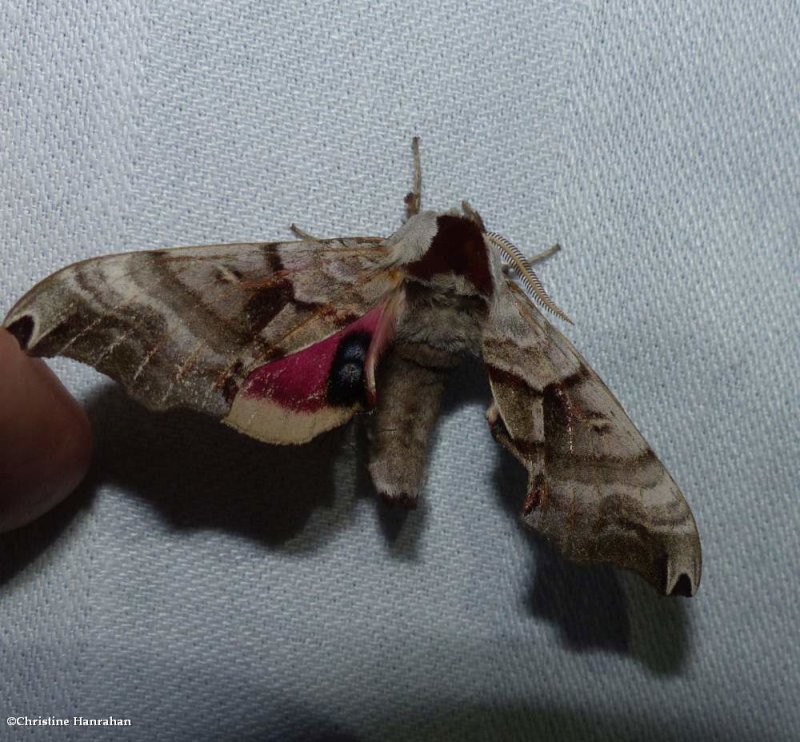 Twin-spotted sphinx  (Smerinthus jamaicensis), #7821