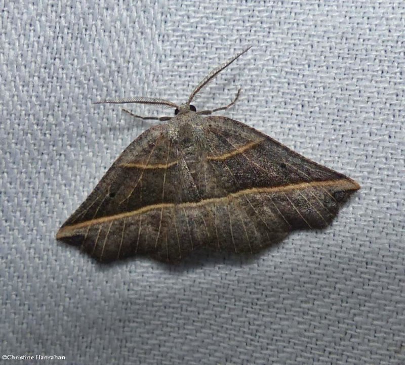 Dark metanema moth (<em>Metanema determinata</em>), #6820