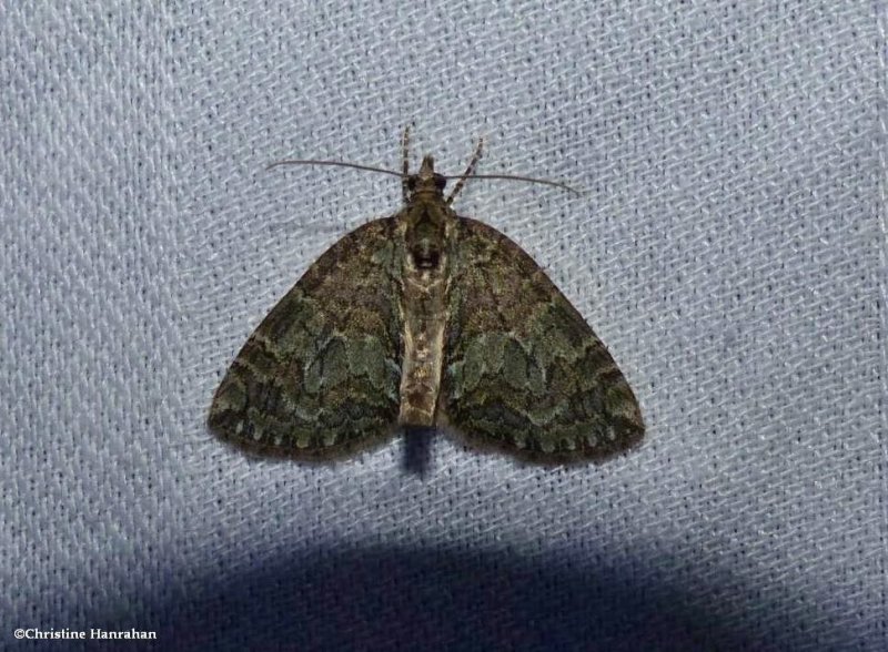 Geometrid moth (Hydriomena)