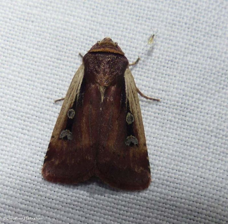 Flame-shouldered dart moth (Ochropleura implecta), #10891