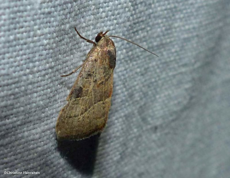 The wedgeling moth (Galgula partita ), #9688