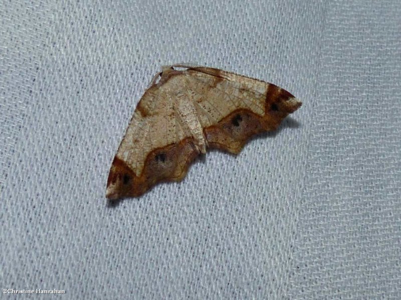 Friendly probole moth (Probole amicaria), #6837