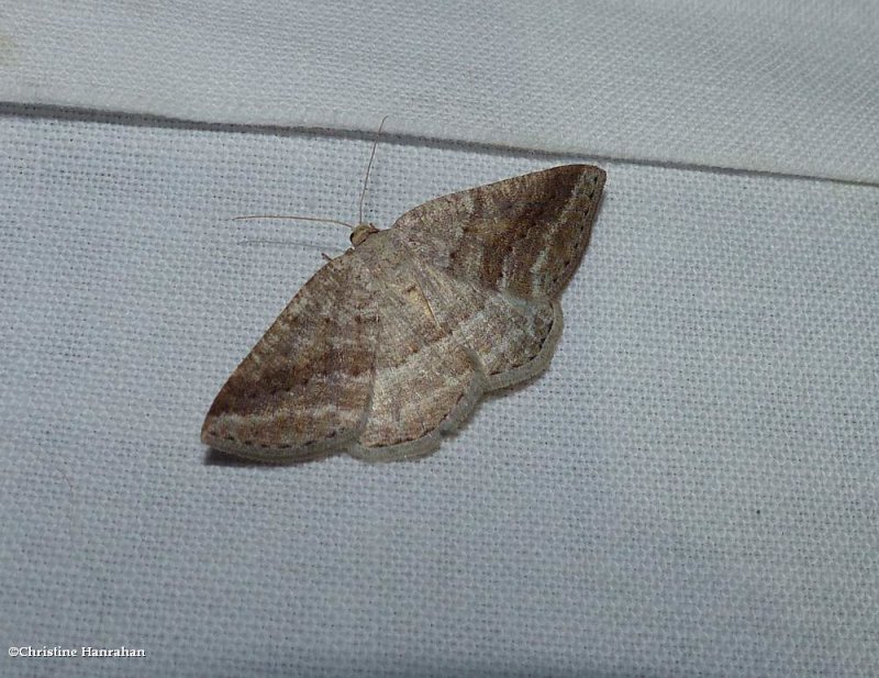 Pale alder moth (<em>Tacparia detersata</em>), #6807