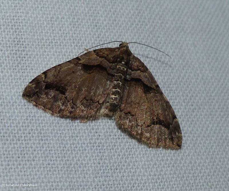 Variable carpet moth (Anticlea vasiliata),  #7329