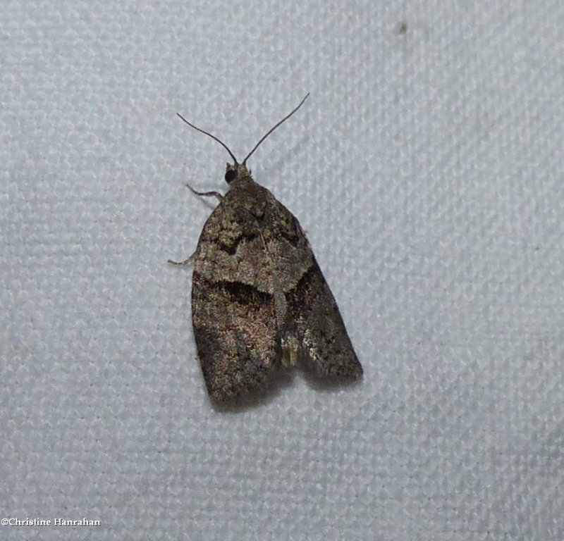 Gray leafroller moth  (<em>Syndemis afflictana</em>), #3672