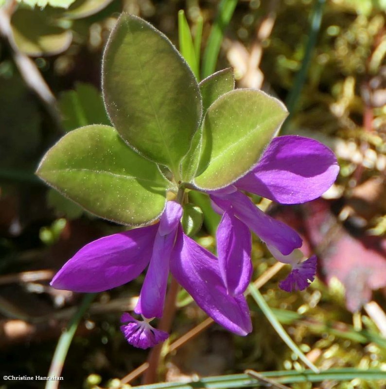 Gaywings (Fringed polygala) (Polygala paucifolia)