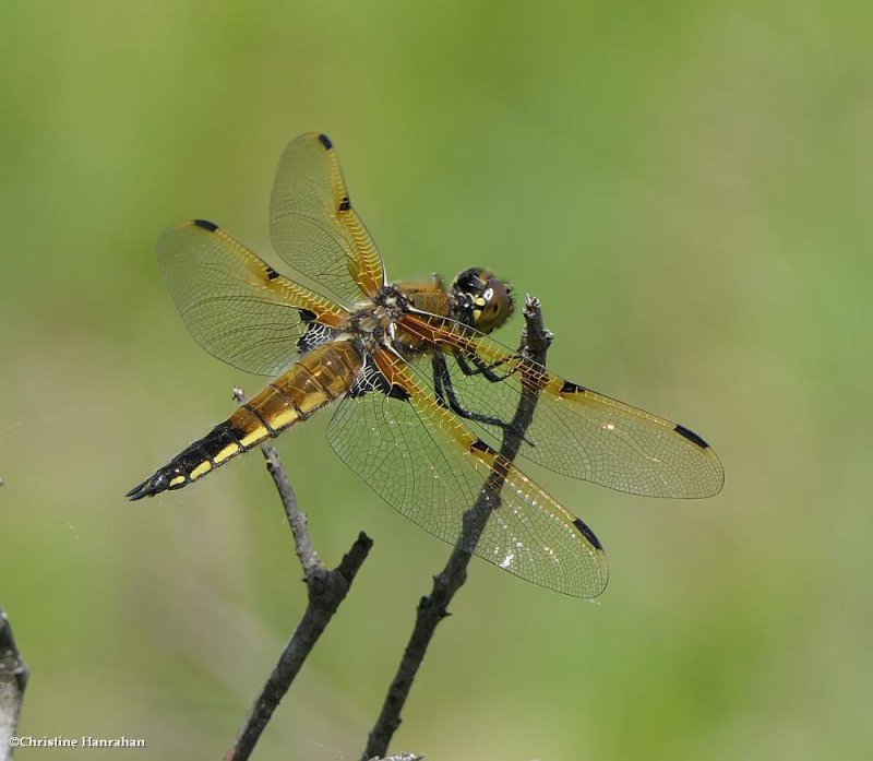 Four-spotted skimmer (Libellula quadrimaculata)