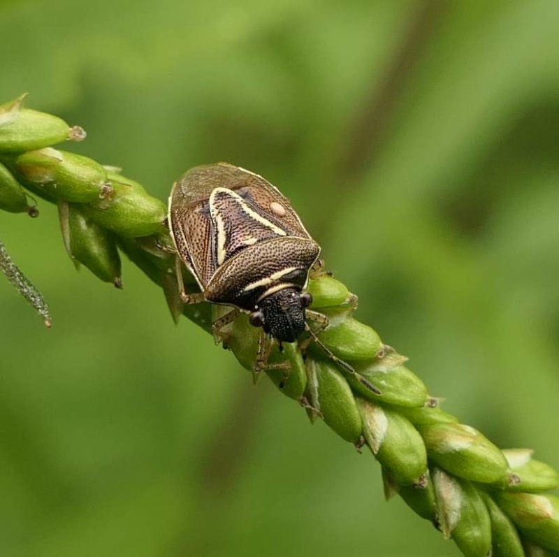 Stinkbug (Mormidea lugens)