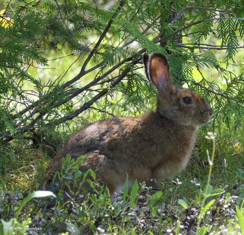 Snowshoe hare  (Lepus americanus)