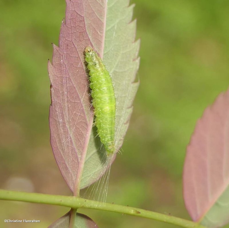 Rose plume moth larva (Cnaemidophorus rhododactyla), #6105