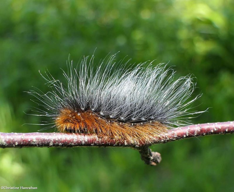 Great tiger moth caterpillar (Arctia caja), #8166