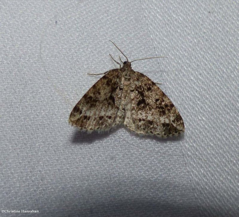 Marbled wave moth (Orthofidonia tinctaria), #6428 ??