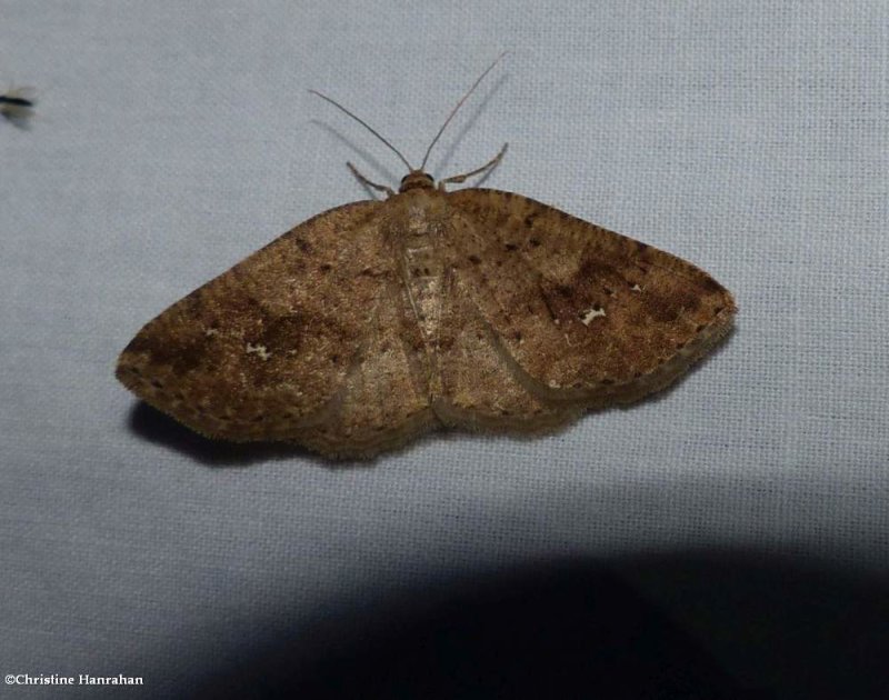 Pale homochlodes moth (<em>Homochlodes fritillaria</em>), #6812