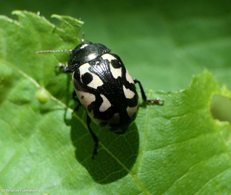 Calligraphic beetle (Calligrapha pnirsa)