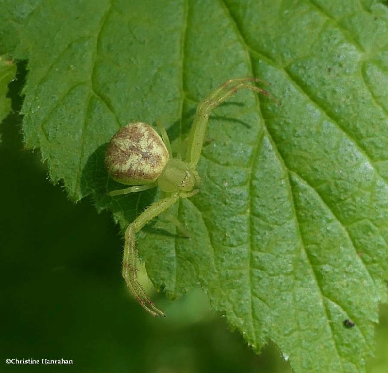 Crab spider (Mecaphesa)