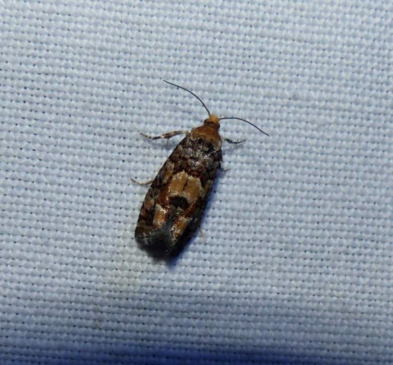 White pine cone borer moth (Eucopina tocullionana, #3074