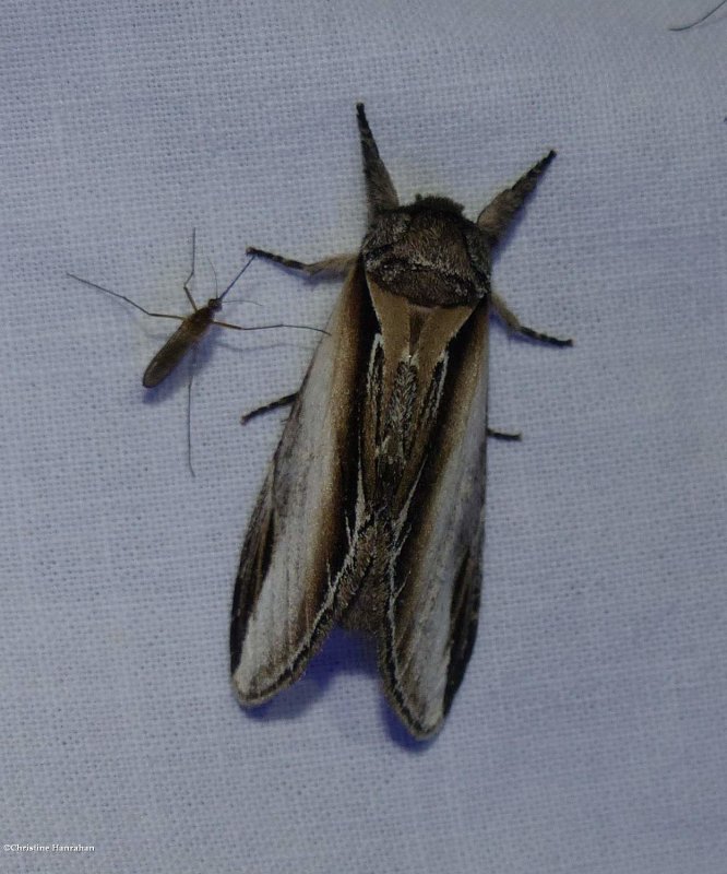 Black-rimmed prominent moth (Pheosia rimosa), #7922