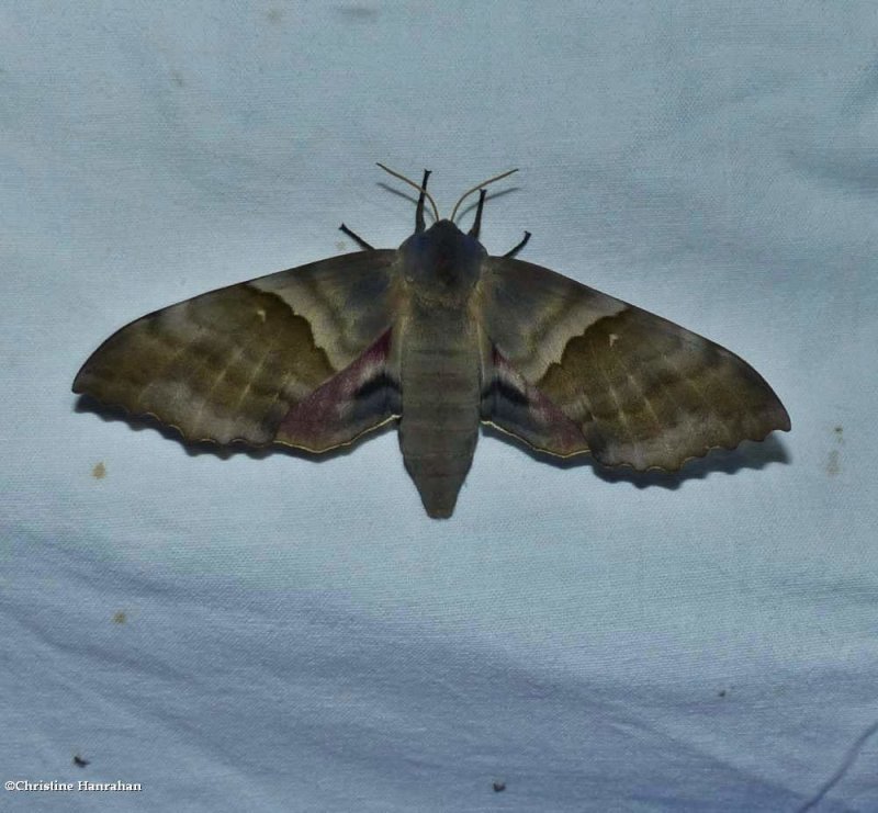 Modest sphinx  (Pachysphinx modesta), #7828