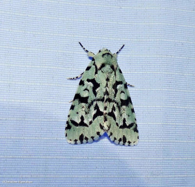 Green marvel moth (Acronicta fallax), #9281