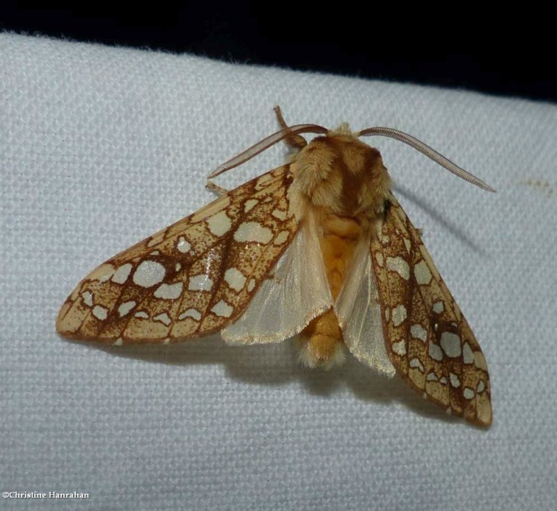 Hickory tussock moth (Lophocampa caryae), #8211