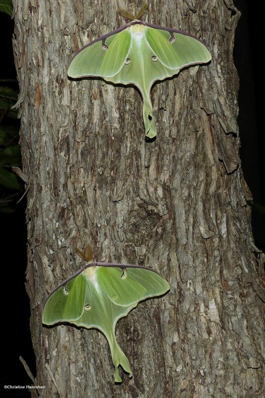 Luna moths (Actias luna), #7758