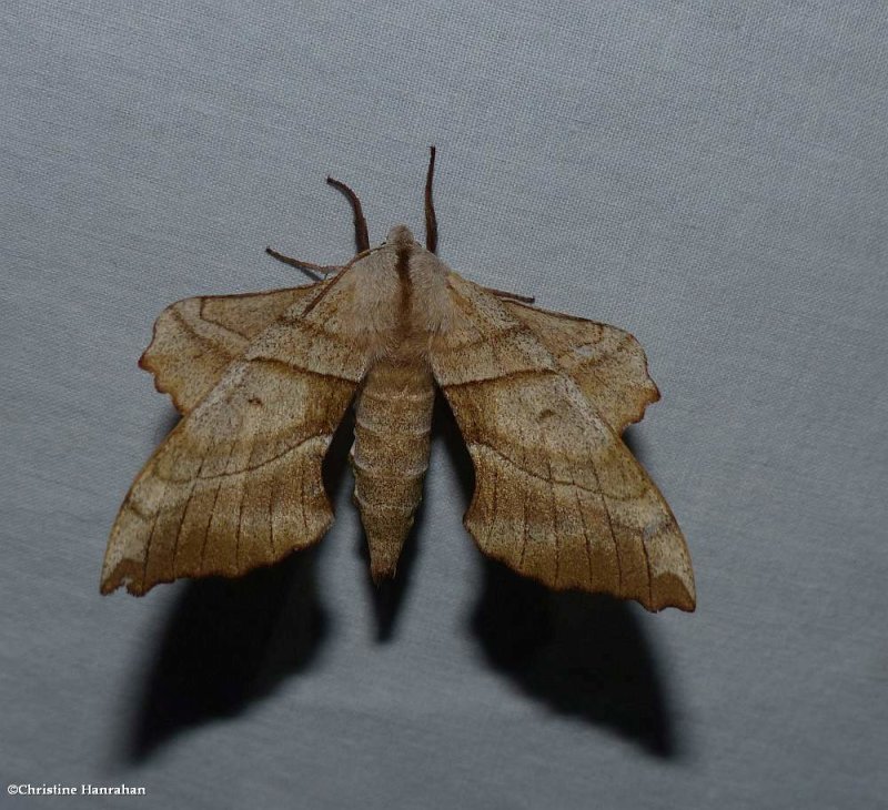 Walnut sphinx moth (Amorpha juglandis), #7827