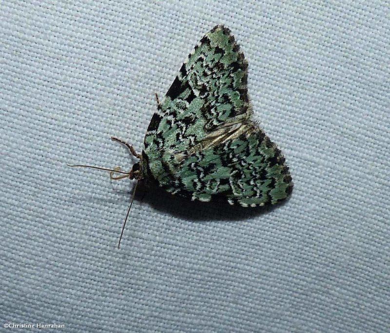 Green leuconycta moth (Leuconycta diphteroides), <#9065