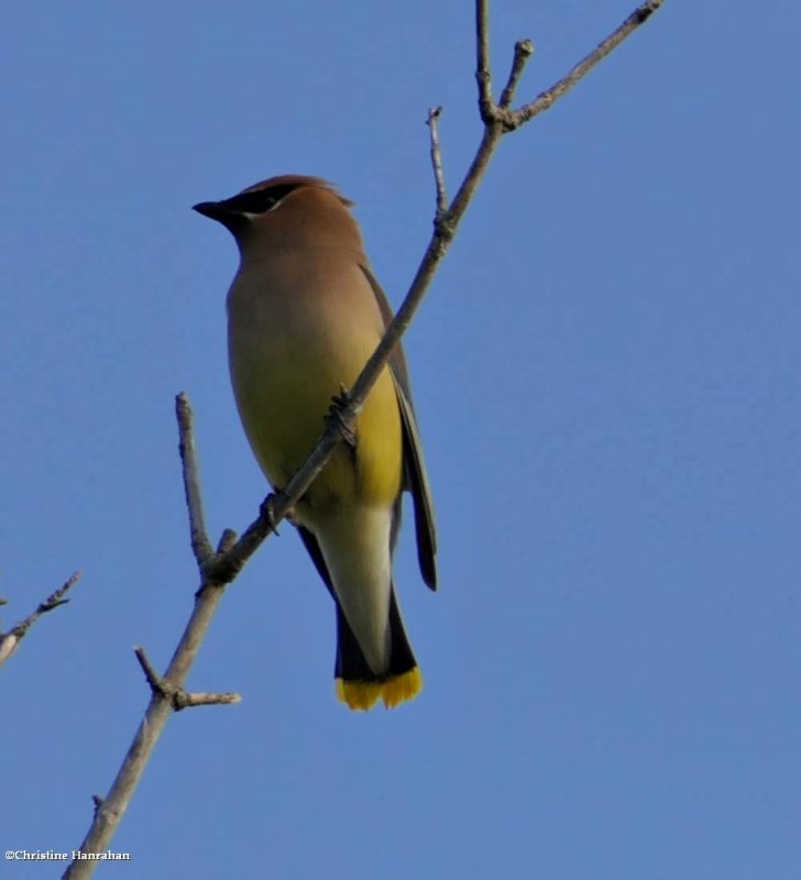 Cedar waxwing