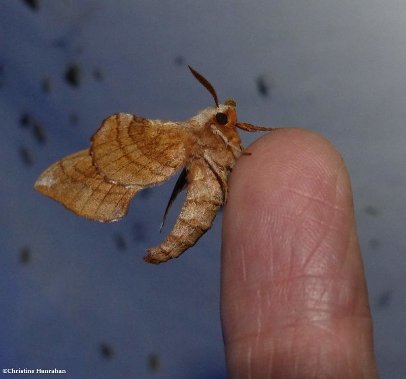 Walnut sphinx moth (Amorpha juglandis), #7827
