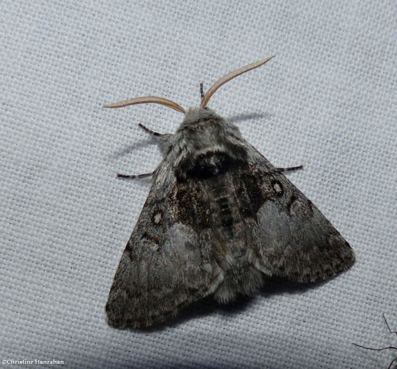 Saddled yellowhorn moth (Colocasia flavicornis), #9184