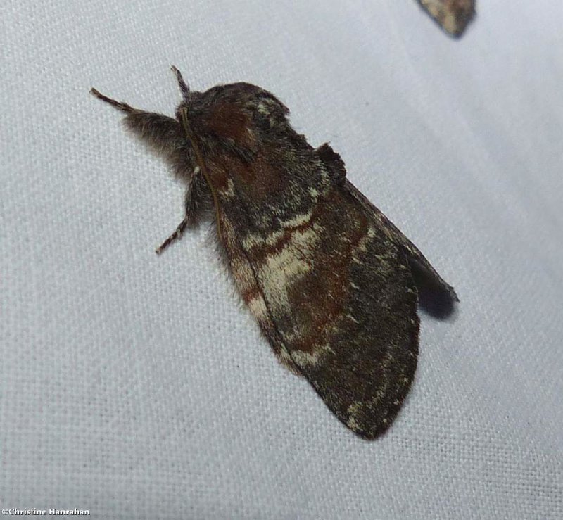 Chocolate prominent moth   (Peridea ferruginea), #7921 