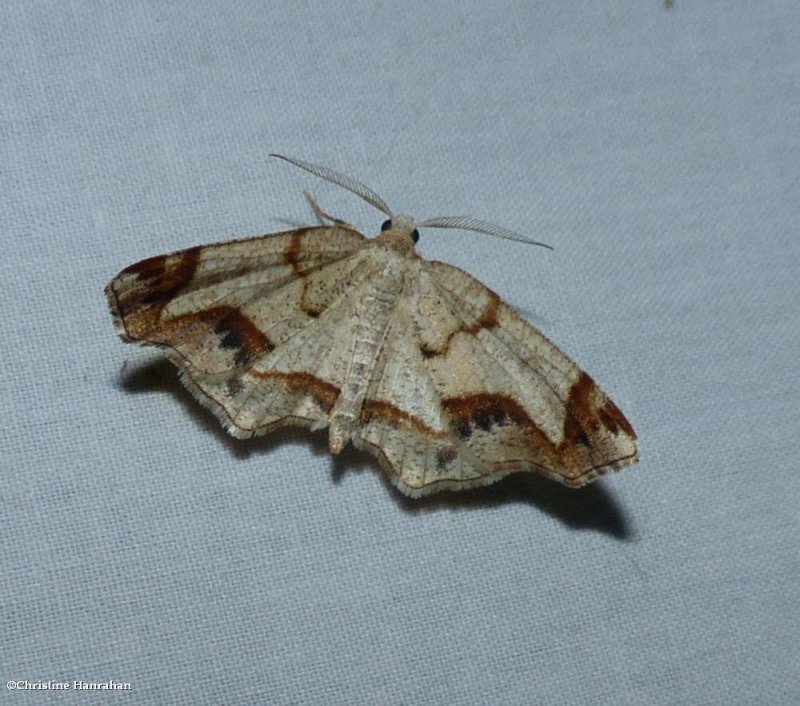 Probole moth (Probole)