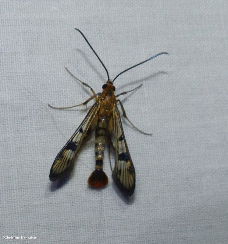Maple callus borer moth (Synanthedon acerni), #2554